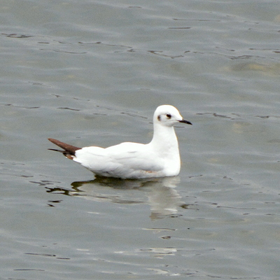 Bonaparte's Gull (Juvenile)